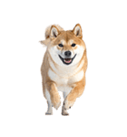 わんとも！敬語柴犬ミーム（やさしい日常）（個別スタンプ：32）