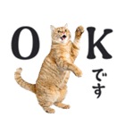 にゃんとも！敬語猫ミーム（やさしい日常）（個別スタンプ：1）
