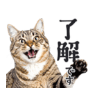 にゃんとも！敬語猫ミーム（やさしい日常）（個別スタンプ：2）
