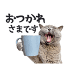 にゃんとも！敬語猫ミーム（やさしい日常）（個別スタンプ：3）
