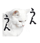 にゃんとも！敬語猫ミーム（やさしい日常）（個別スタンプ：4）