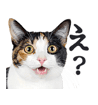 にゃんとも！敬語猫ミーム（やさしい日常）（個別スタンプ：5）
