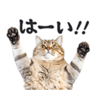 にゃんとも！敬語猫ミーム（やさしい日常）（個別スタンプ：6）