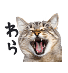 にゃんとも！敬語猫ミーム（やさしい日常）（個別スタンプ：7）