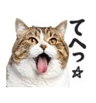 にゃんとも！敬語猫ミーム（やさしい日常）（個別スタンプ：8）