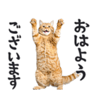 にゃんとも！敬語猫ミーム（やさしい日常）（個別スタンプ：9）