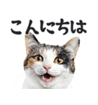 にゃんとも！敬語猫ミーム（やさしい日常）（個別スタンプ：10）