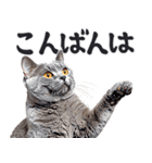 にゃんとも！敬語猫ミーム（やさしい日常）（個別スタンプ：11）