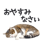 にゃんとも！敬語猫ミーム（やさしい日常）（個別スタンプ：12）
