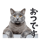 にゃんとも！敬語猫ミーム（やさしい日常）（個別スタンプ：13）