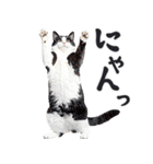 にゃんとも！敬語猫ミーム（やさしい日常）（個別スタンプ：14）