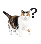 にゃんとも！敬語猫ミーム（やさしい日常）（個別スタンプ：16）