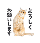 にゃんとも！敬語猫ミーム（やさしい日常）（個別スタンプ：17）