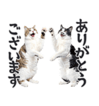 にゃんとも！敬語猫ミーム（やさしい日常）（個別スタンプ：18）