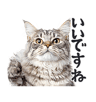 にゃんとも！敬語猫ミーム（やさしい日常）（個別スタンプ：19）