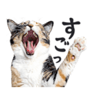 にゃんとも！敬語猫ミーム（やさしい日常）（個別スタンプ：20）
