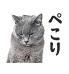 にゃんとも！敬語猫ミーム（やさしい日常）（個別スタンプ：21）