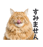 にゃんとも！敬語猫ミーム（やさしい日常）（個別スタンプ：22）