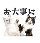 にゃんとも！敬語猫ミーム（やさしい日常）（個別スタンプ：25）