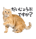 にゃんとも！敬語猫ミーム（やさしい日常）（個別スタンプ：26）