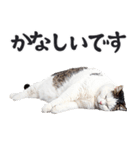 にゃんとも！敬語猫ミーム（やさしい日常）（個別スタンプ：27）