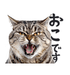 にゃんとも！敬語猫ミーム（やさしい日常）（個別スタンプ：28）