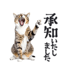 にゃんとも！敬語猫ミーム（やさしい日常）（個別スタンプ：29）