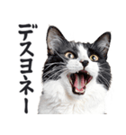 にゃんとも！敬語猫ミーム（やさしい日常）（個別スタンプ：31）