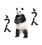 敬語リアルなパンダミーム（やさしい日常）（個別スタンプ：4）