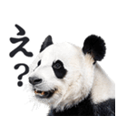敬語リアルなパンダミーム（やさしい日常）（個別スタンプ：5）