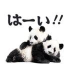 敬語リアルなパンダミーム（やさしい日常）（個別スタンプ：6）