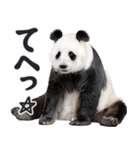 敬語リアルなパンダミーム（やさしい日常）（個別スタンプ：8）
