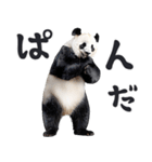 敬語リアルなパンダミーム（やさしい日常）（個別スタンプ：14）