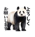 敬語リアルなパンダミーム（やさしい日常）（個別スタンプ：17）