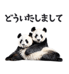 敬語リアルなパンダミーム（やさしい日常）（個別スタンプ：19）