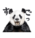 敬語リアルなパンダミーム（やさしい日常）（個別スタンプ：20）