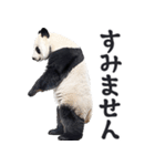 敬語リアルなパンダミーム（やさしい日常）（個別スタンプ：22）