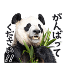 敬語リアルなパンダミーム（やさしい日常）（個別スタンプ：23）