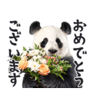 敬語リアルなパンダミーム（やさしい日常）（個別スタンプ：24）