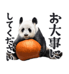 敬語リアルなパンダミーム（やさしい日常）（個別スタンプ：25）