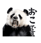 敬語リアルなパンダミーム（やさしい日常）（個別スタンプ：28）