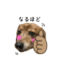 愛犬ことらの使えるスタンプ(14)（個別スタンプ：1）