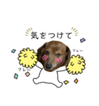 愛犬ことらの使えるスタンプ(14)（個別スタンプ：6）