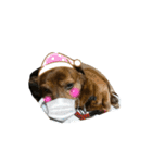 愛犬ことらの使えるスタンプ(14)（個別スタンプ：8）