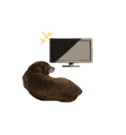 愛犬ことらの使えるスタンプ(14)（個別スタンプ：10）