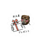 愛犬ことらの使えるスタンプ(14)（個別スタンプ：14）