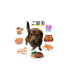 愛犬ことらの使えるスタンプ(14)（個別スタンプ：15）