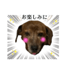 愛犬ことらの使えるスタンプ(14)（個別スタンプ：16）