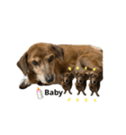愛犬ことらの使えるスタンプ(14)（個別スタンプ：19）