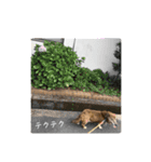 愛犬ことらの使えるスタンプ（15）（個別スタンプ：5）